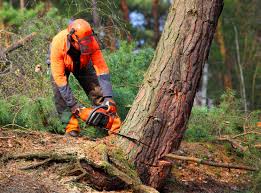 Best Firewood Processing and Delivery  in Lake Monticello, VA