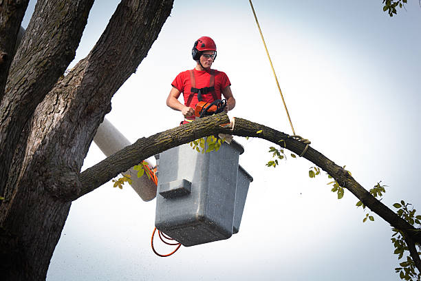 Best Tree Cabling and Bracing  in Lake Monticello, VA