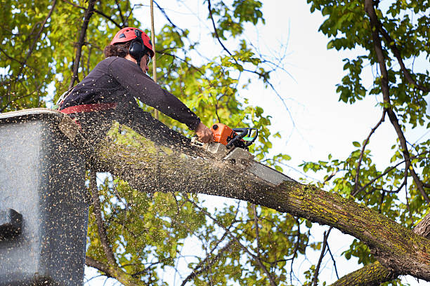 Best Tree and Shrub Care  in Lake Monticello, VA